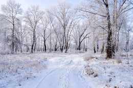 A winter landscape with trees covered in snow.