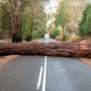 fallen tree blocking a road