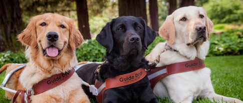 Picture of three guide dogs sitting in grass.