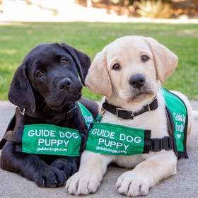 Image of two guide dog puppies sitting in grass