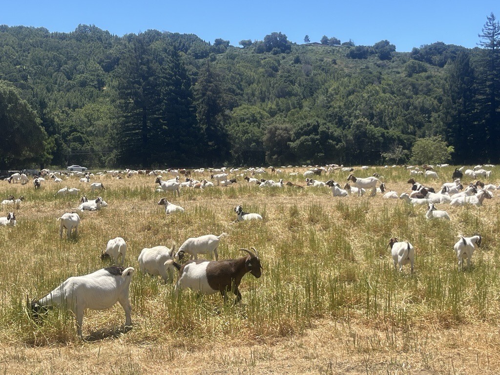 Goats grazing