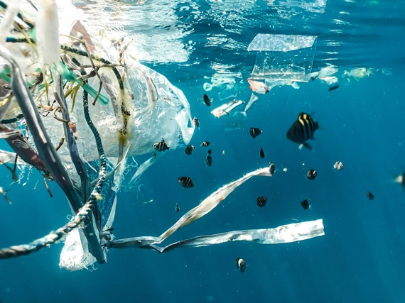 A school of fish swim in the ocean next to floating plastic waste.