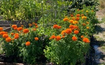 Flowers in a community garden