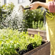 Person watering herbs