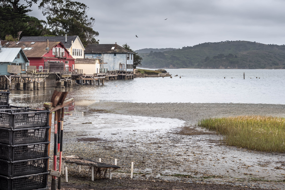 D4 Marshall - Tomales Bay
