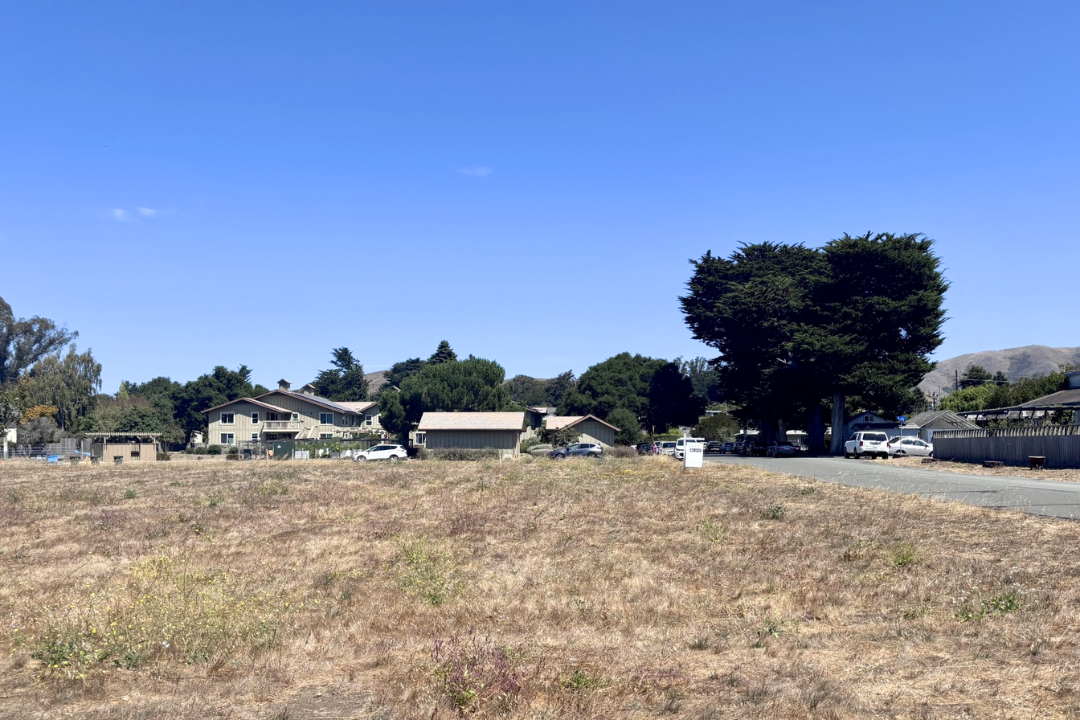 D4 Calf Lot Point Reyes 