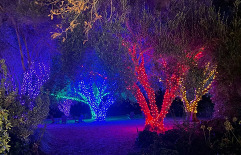 A nightime view of holiday lights in trees and on a pathway.