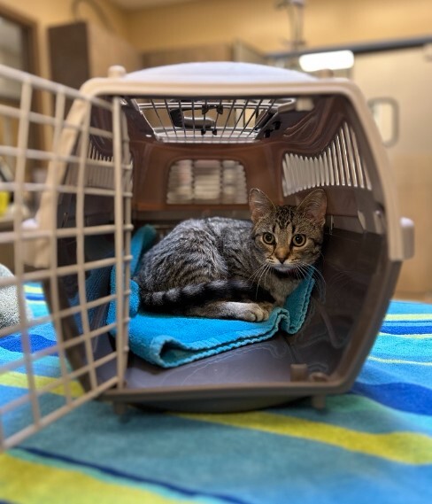 cat carrier