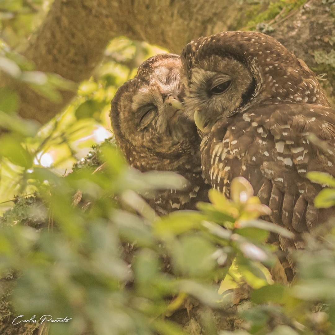 two owls snuggling