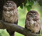 Two owls on a branch 