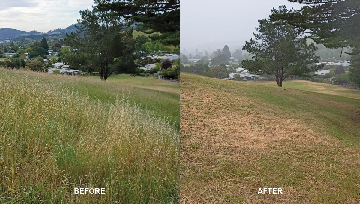 view of grasses trimmed by the goats, a before and after side by side of the open space above Terra Linda