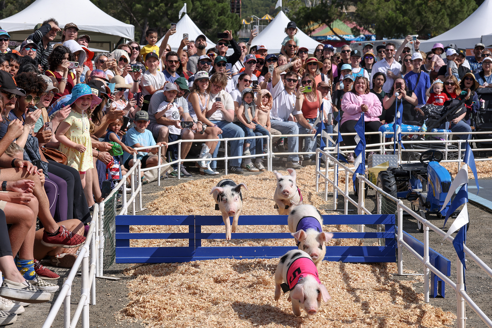 pig race