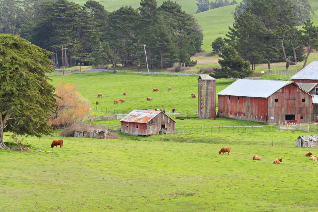 Green pasture with brown cows and red barn in background