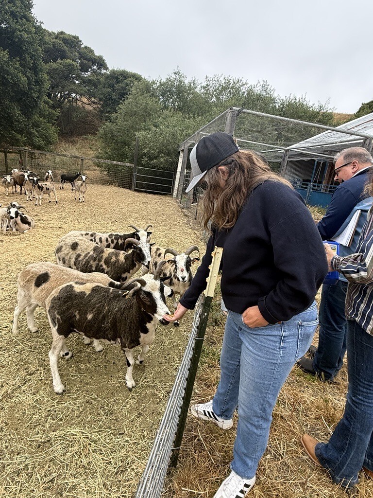 Mary feeding a sheep