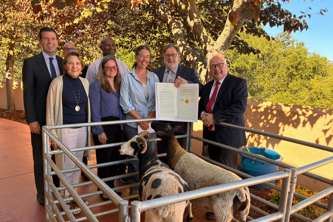 Board of Supervisors hold resolution behind sheep 