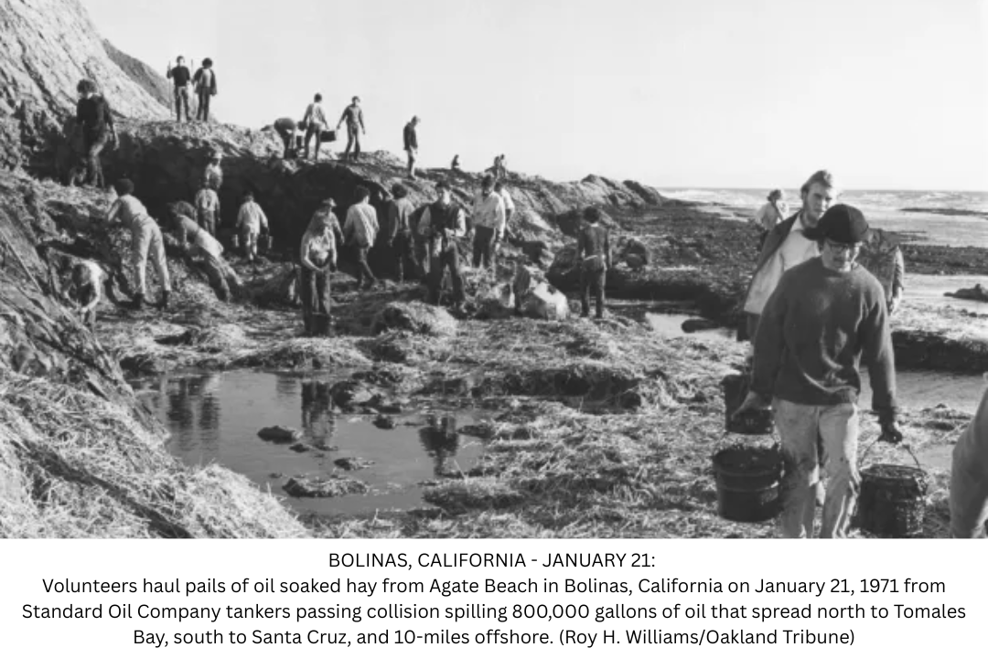 Image from 1971 where volunteers carry buckets of oil soaked hay off coastline 