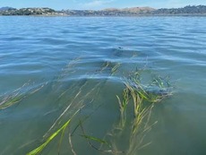 Eelgrass