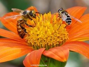Don’t Squash That Bug! — Recognizing Beneficial Insects in the Garden