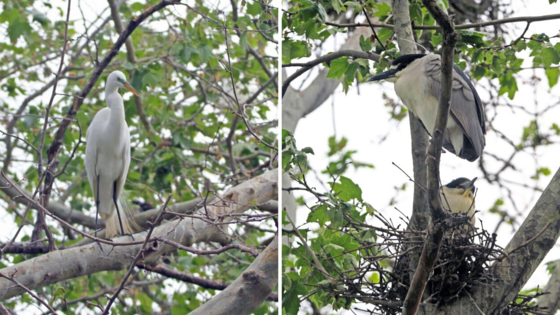 Combined Egret Rookery Images for May 17 CHC