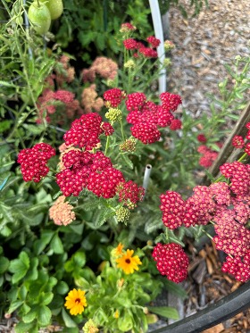 senior garden photo of the month