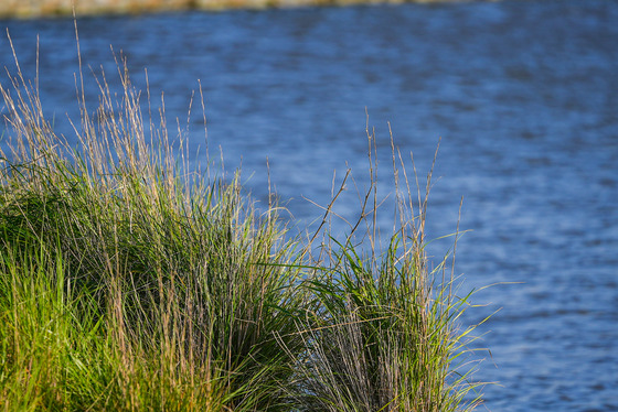 Image of Water at Shoreline