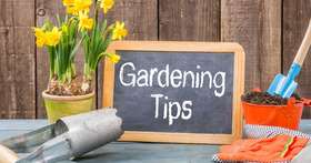 Habits of Successful Gardening