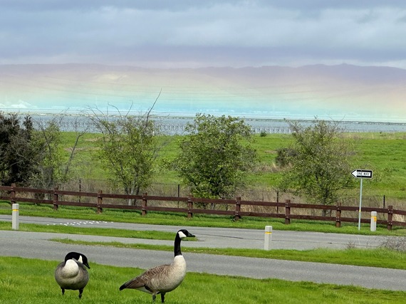 rainbow on ground with Canadian Geese