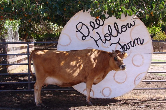 Luna a Brown Cow Stands in Front of Deer Hollow Farm Sign