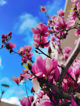 Pink Flower Petals on Tree