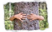 Tree Hug