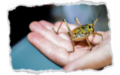 Insects
