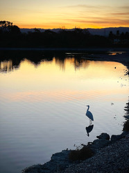 Bird standing in water at Shoreline at Mountain View during sunset.