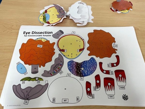 STEAM Eye Dissection
