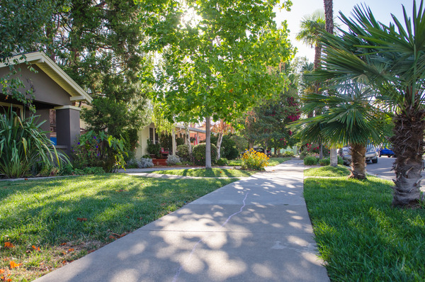 Neighborhood Photo Summer