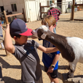Goat eating a teens hat