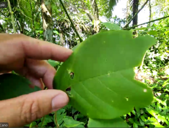 Costa Rica virtual tour screenshot of tour guide showing a leaf