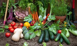vegetable gardening