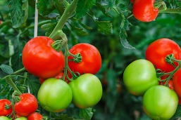 Joy of Growing Tomatoes