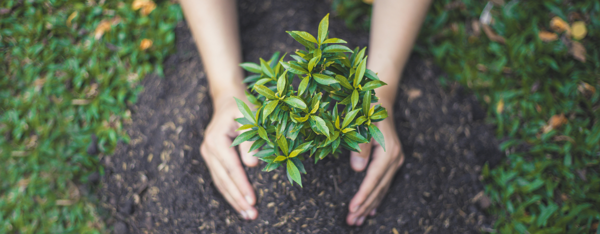 Photo of a person planting a tree