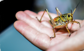 Large cricket on hand