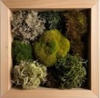 Moss Art