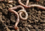 worm in soil