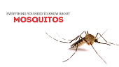 Mosquitoes and the Diseases