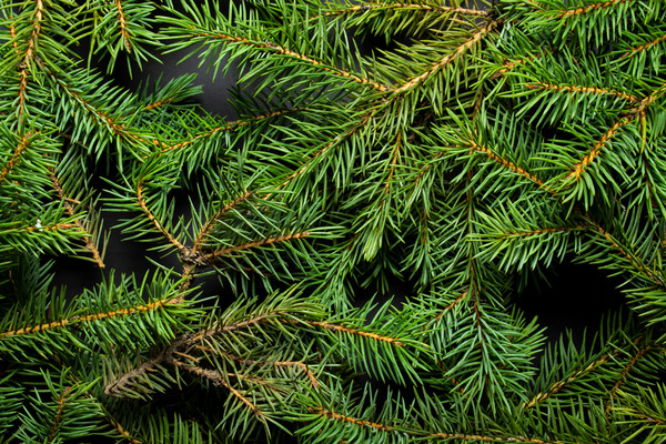 Christmas Tree Closeup