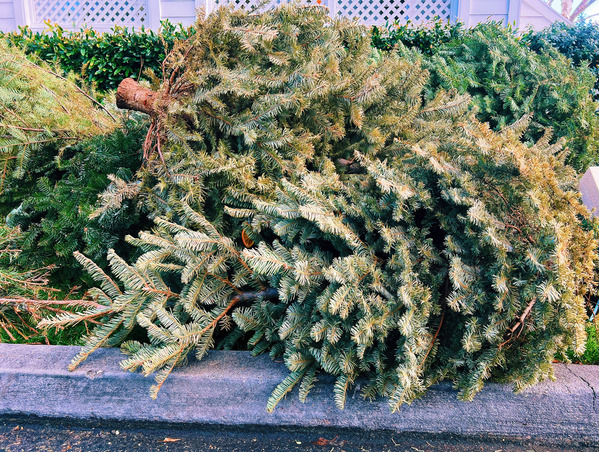 Holiday Tree Recycling 2