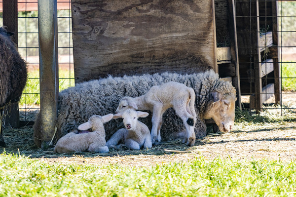 Baby Lambs at DHF
