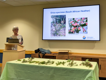 Photo of Master Gardener Martha Carpenter showing plant clippings of South African Heather