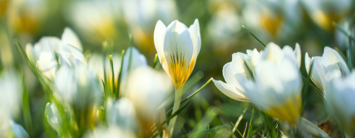 Photo of a field of flowers