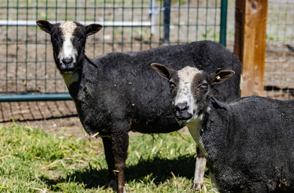 Deer Hollow Farm