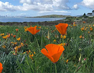 California poppy flowers.